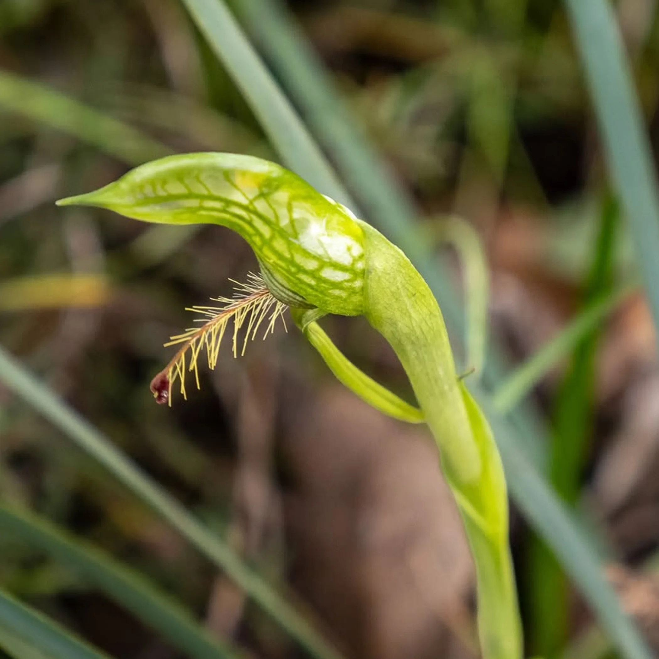 native plant in grampians national park