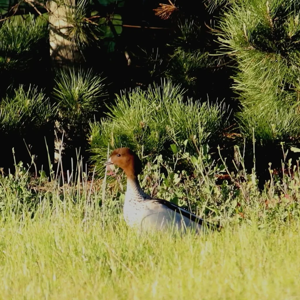 clear wildlife photograph
