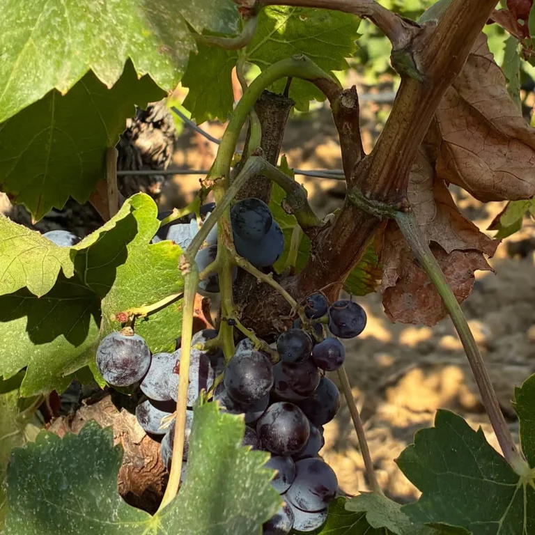 well-lit vineyard scene