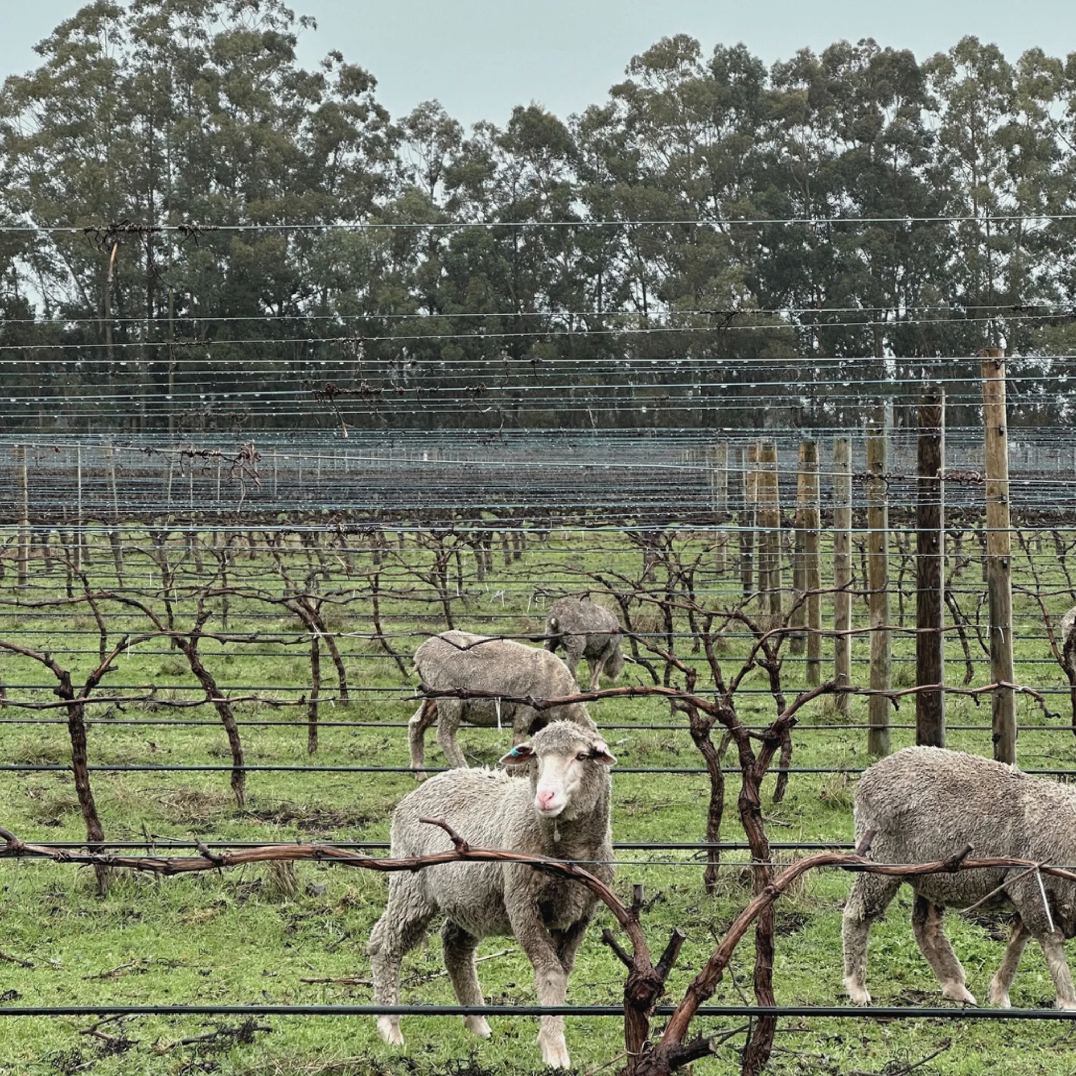 sustainable vineyard grazing