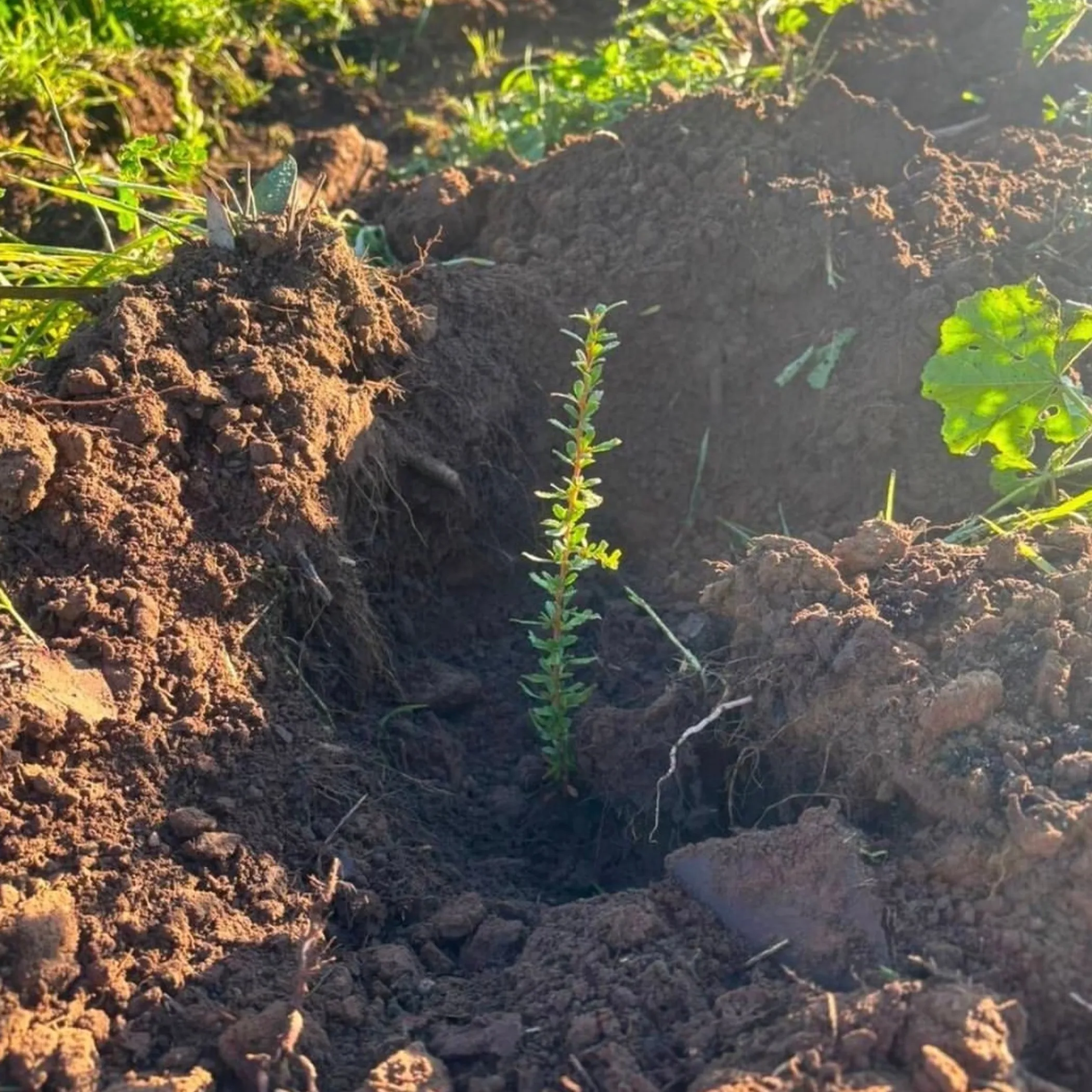 native seedlings being planted