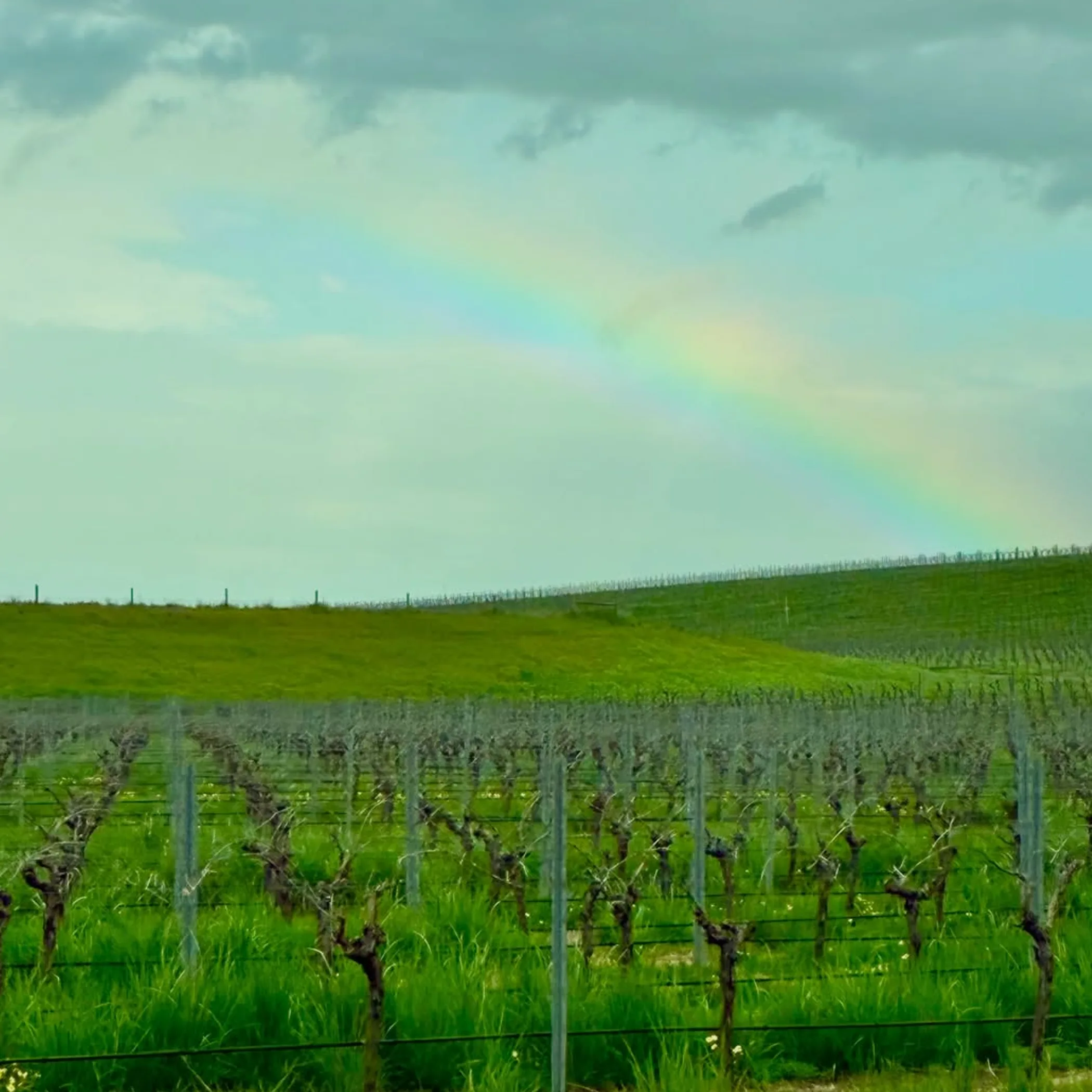 vineyard landscape with seasonal rainbow