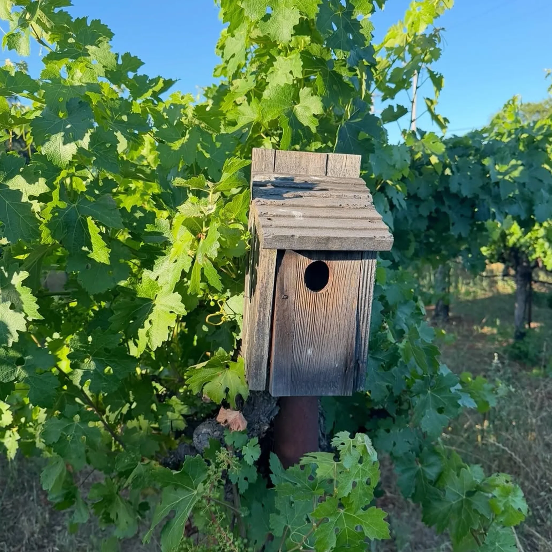 bird-friendly sustainable vineyard winegrowing