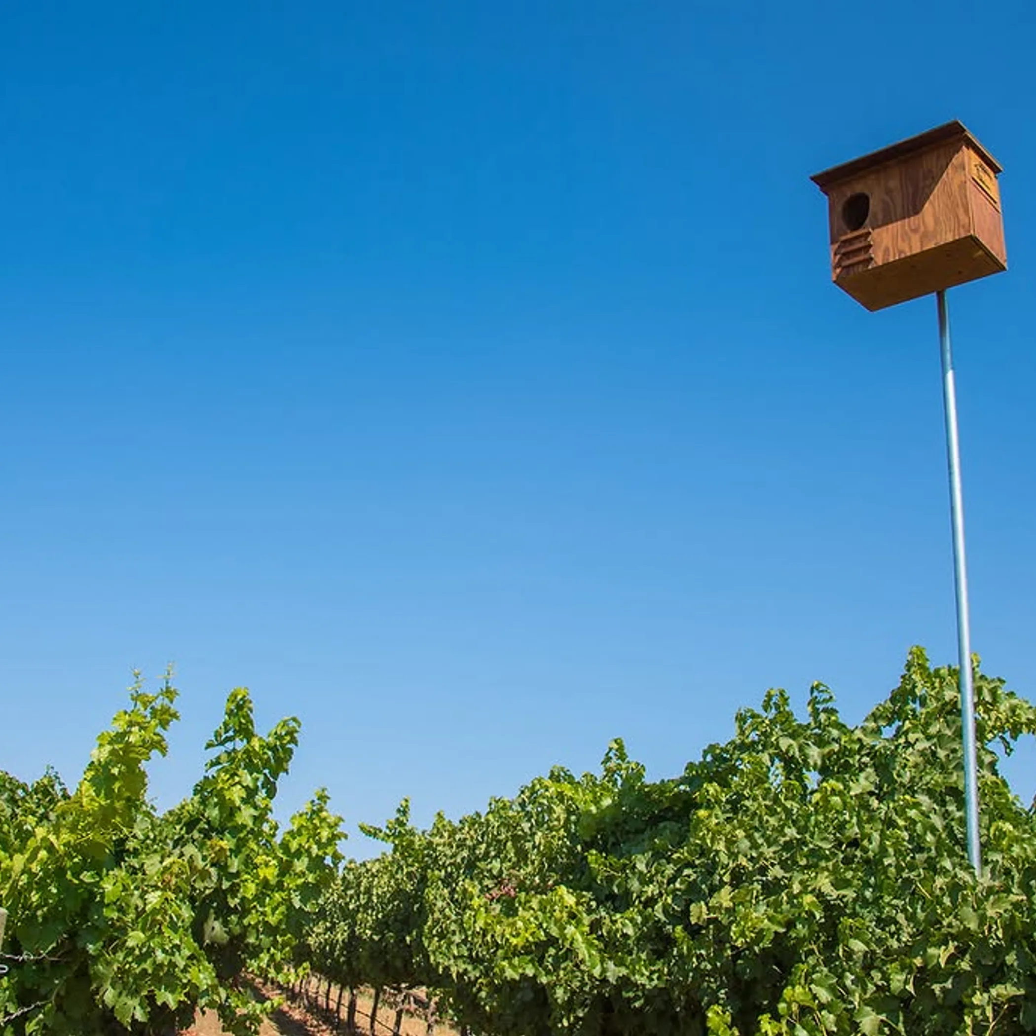 vineyard owl box for pest control
