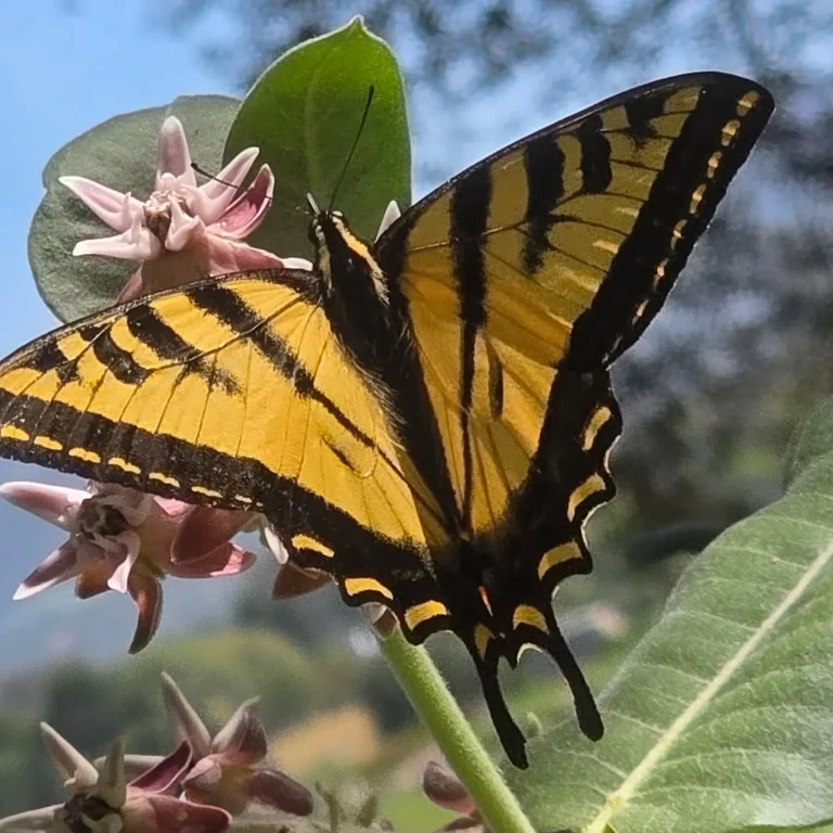 biodiversity in a healthy ecosystem